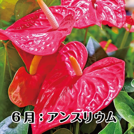 神宮館の開運フラワーギフト　玄関向け