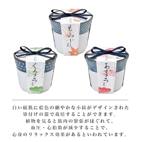 染付小紋盆栽 栽培セット 盆栽 かわいい 黒松 赤松 もみじ 栽培キット 観葉植物 鑑賞用植物 簡単 栽培 インテリア ヒーリング 941411