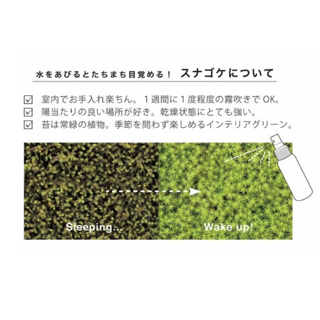 禅庭 zen garden kit 苔栽培キット スナゴケ 枯山水 キット 箱庭 テラリウム