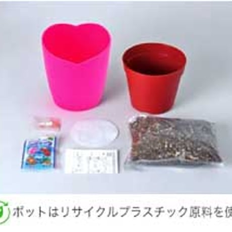 いちご 摘みたてイチゴ 栽培セット かわいい いちご 栽培 ストロベリー 栽培キット 四季なりいちご 食用 観葉植物 インテリア 癒し 994928