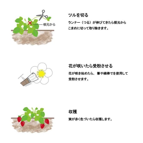 いちご 摘みたてイチゴ 栽培セット かわいい いちご 栽培 ストロベリー 栽培キット 四季なりいちご 食用 観葉植物 インテリア 癒し 994928