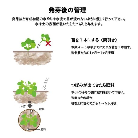 いちご 摘みたてイチゴ 栽培セット かわいい いちご 栽培 ストロベリー 栽培キット 四季なりいちご 食用 観葉植物 インテリア 癒し 994928