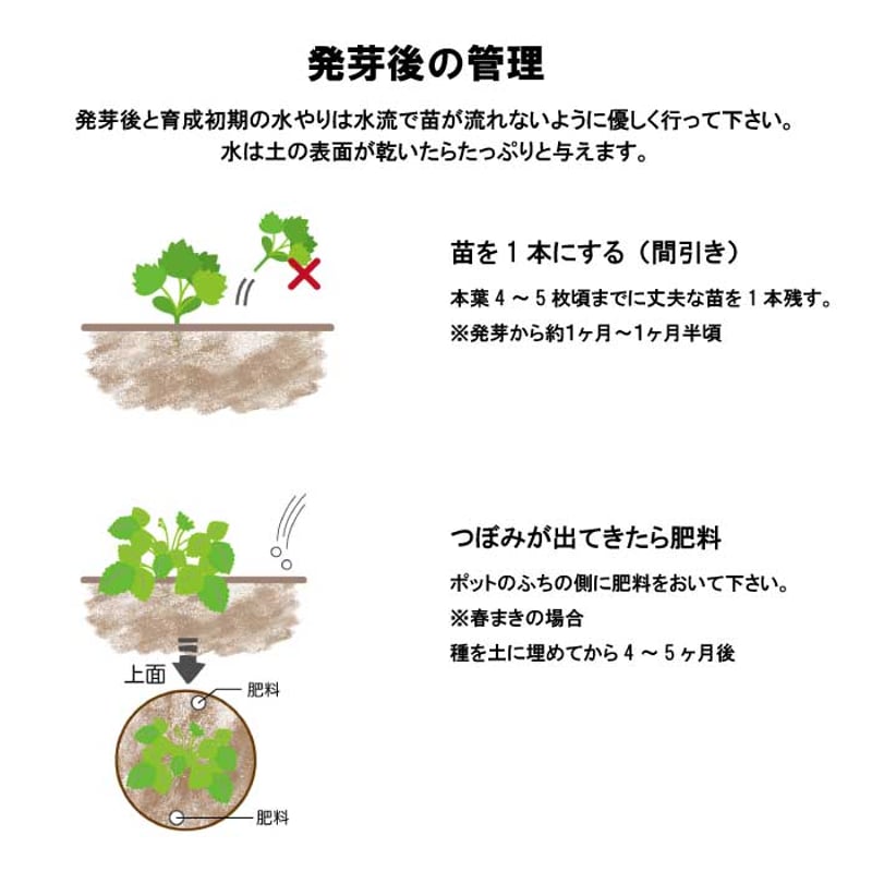 いちご 摘みたてイチゴ 栽培セット かわいい いちご 栽培 ストロベリー