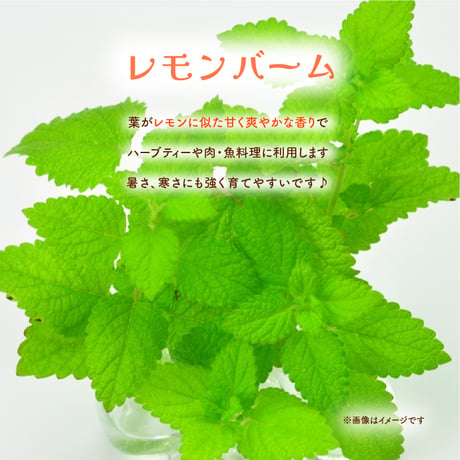ハーブ 栽培キット Grow Flavor 育てるフレーバー 栽培 セット おしゃれ かわいい プレゼント ギフト 992566