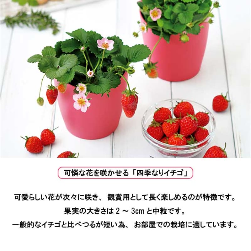 いちご 摘みたてイチゴ 栽培セット かわいい いちご 栽培 ストロベリー