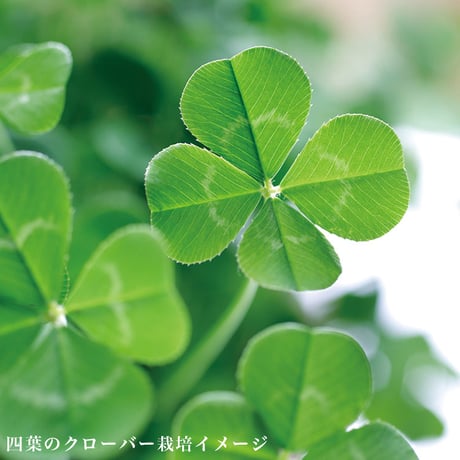 きっとみつかる 四つ葉のクローバー 栽培キット クローバー 栽培セット 開運 盆栽 栽培 観葉植物 鑑賞用植物 簡単 栽培 991598