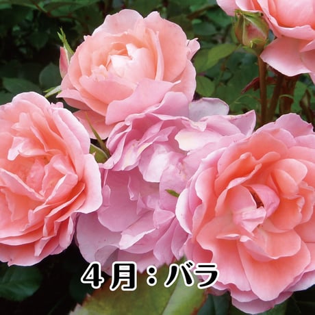 神宮館の開運フラワーギフト　玄関向け