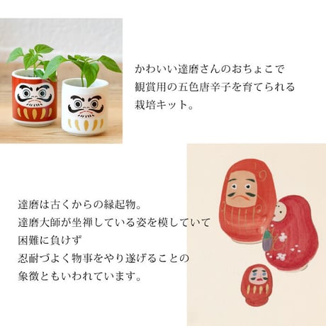 お芽でたおちょこ 達磨 3色 赤 白 黄 縁起物 だるま 栽培 キット 癒し 開運 魔除け 厄除け 五色唐辛子 991348