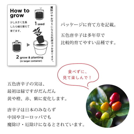 お芽でたおちょこ 達磨 3色 赤 白 黄 縁起物 だるま 栽培 キット 癒し 開運 魔除け 厄除け 五色唐辛子 991348