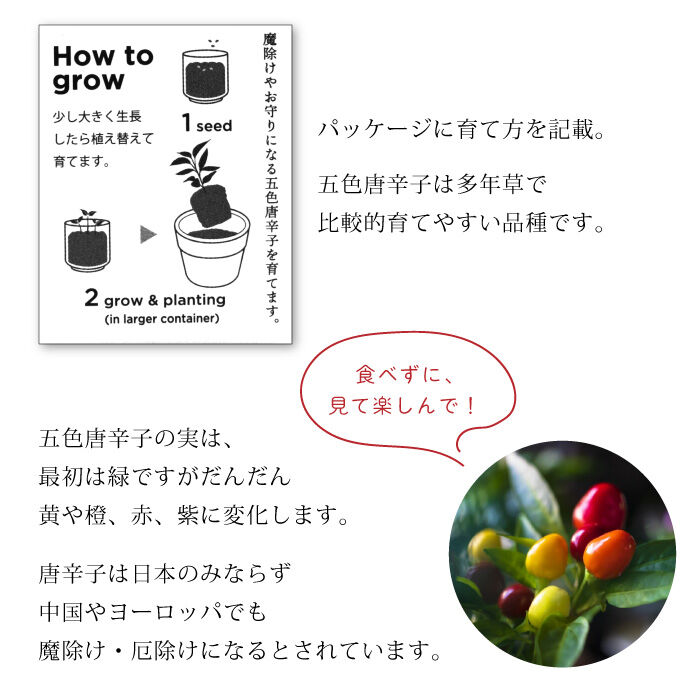 お芽でたおちょこ 達磨 3色 赤 白 黄 縁起物 だるま 栽培 キット 癒し 開運 魔除け 厄除け 五色唐辛子 991348