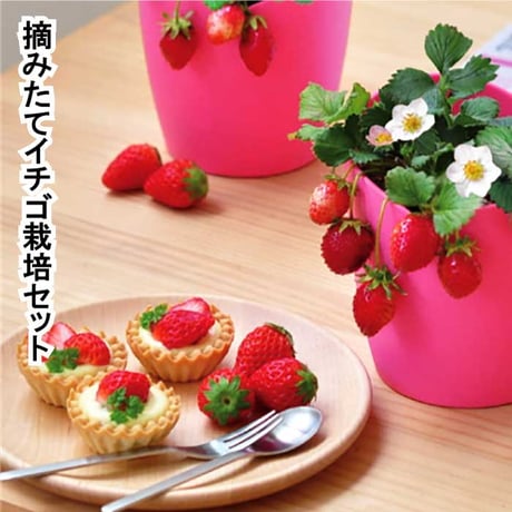 いちご 摘みたてイチゴ 栽培セット かわいい いちご 栽培 ストロベリー 栽培キット 四季なりいちご 食用 観葉植物 インテリア 癒し 994928