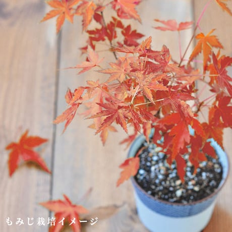 染付小紋盆栽 栽培セット 盆栽 かわいい 黒松 赤松 もみじ 栽培キット 観葉植物 鑑賞用植物 簡単 栽培 インテリア ヒーリング 941411
