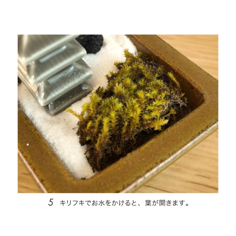 禅庭 zen garden kit 苔栽培キット スナゴケ 枯山水 キット 箱庭