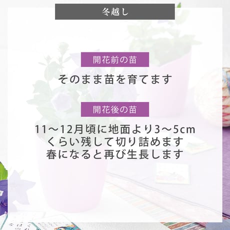 紫式部の桔梗 栽培セット 桔梗 キキョウ 紫 盆栽 栽培 観葉植物 インテリア 平安 大河 紫式部 源氏物語 癒し ヒーリング ガーデニング 991593