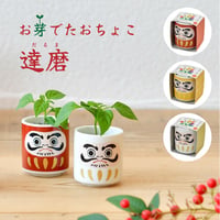 お芽でたおちょこ 達磨 3色 赤 白 黄 縁起物 だるま 栽培 キット 癒し 開運 魔除け 厄除け 五色唐辛子 991348