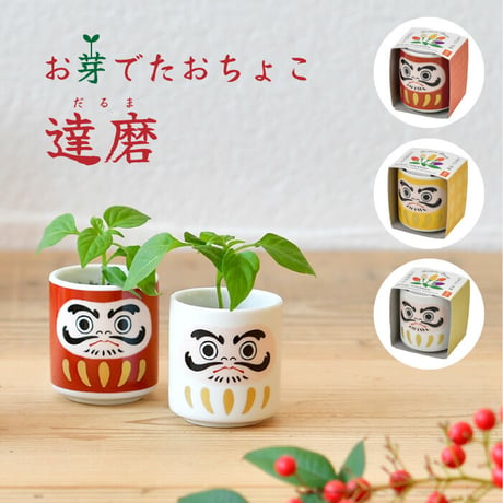 お芽でたおちょこ 達磨 3色 赤 白 黄 縁起物 だるま 栽培 キット 癒し 開運 魔除け 厄除け 五色唐辛子 991348