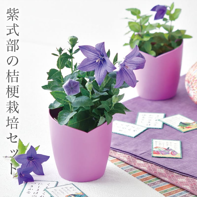 三河盆栽 紫式部 盆栽 盆栽：紫式部(むらさきしきぶ)現品*ラサキシキブ