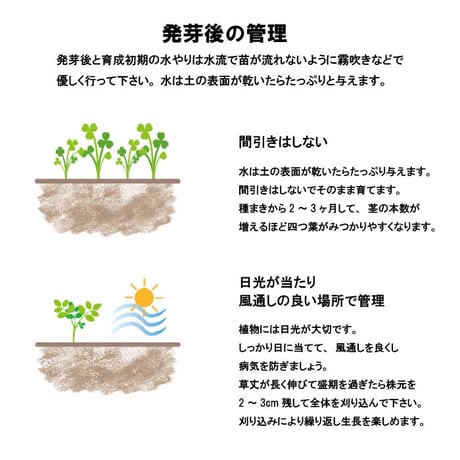 きっとみつかる 四つ葉のクローバー 栽培キット クローバー 栽培セット 開運 盆栽 栽培 観葉植物 鑑賞用植物 簡単 栽培 991598