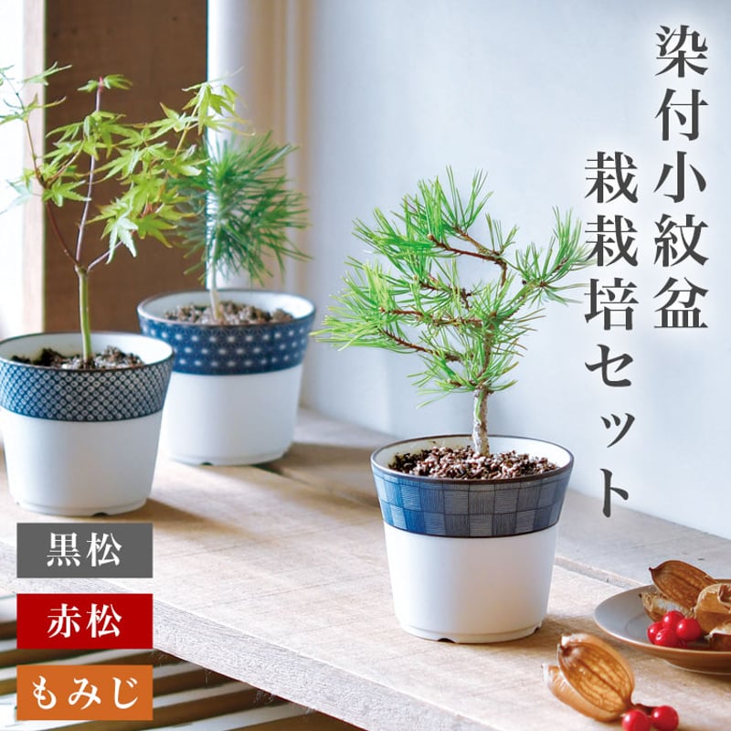 染付小紋盆栽 栽培セット 盆栽 かわいい 黒松 赤松 もみじ 栽培
