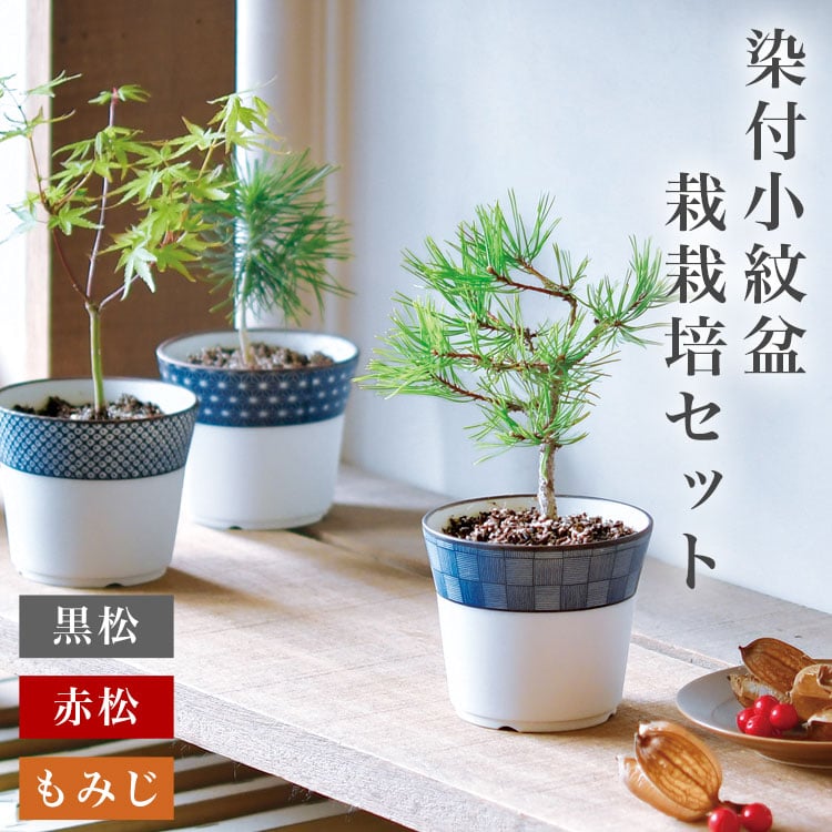 染付小紋盆栽 栽培セット 盆栽 かわいい 黒松 赤松 もみじ 栽培キット