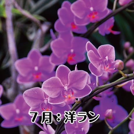 神宮館の開運フラワーギフト　玄関向け