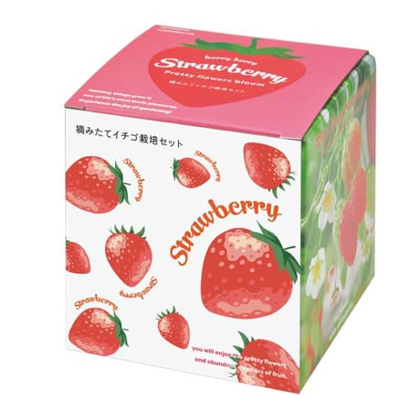 いちご 摘みたてイチゴ 栽培セット かわいい いちご 栽培 ストロベリー 栽培キット 四季なりいちご 食用 観葉植物 インテリア 癒し 994928