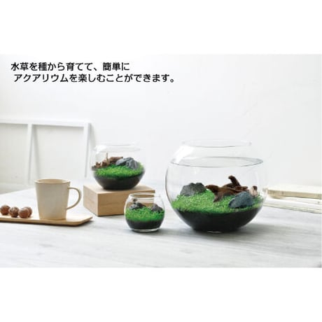 育てる水草 L GD-813 水草 アクアリウム 育てる 栽培キット 簡単 金魚鉢 インテリア 植物 育てる 自由研究 水景 癒し お手軽 趣味 992455