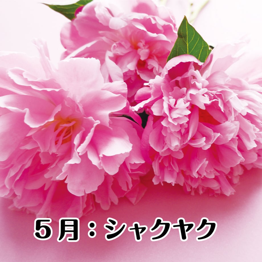 67bfd2461b359a01d90a2b0b