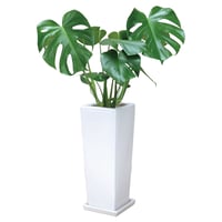 神宮館の開運観葉植物　モンステラ・アダンソニー〜陶器鉢〜