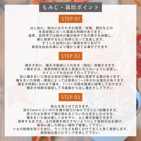 染付小紋盆栽 栽培セット 盆栽 かわいい 黒松 赤松 もみじ 栽培キット 観葉植物 鑑賞用植物 簡単 栽培 インテリア ヒーリング 941411