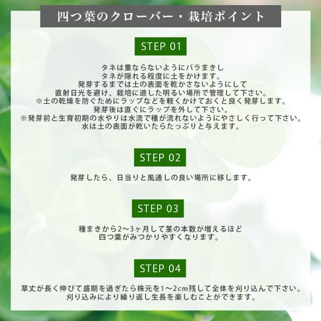 きっとみつかる 四つ葉のクローバー 栽培キット クローバー 栽培セット 開運 盆栽 栽培 観葉植物 鑑賞用植物 簡単 栽培 991598