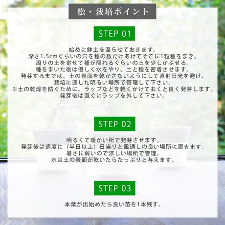 染付小紋盆栽 栽培セット 盆栽 かわいい 黒松 赤松 もみじ 栽培キット 観葉植物 鑑賞用植物 簡単 栽培 インテリア ヒーリング 941411