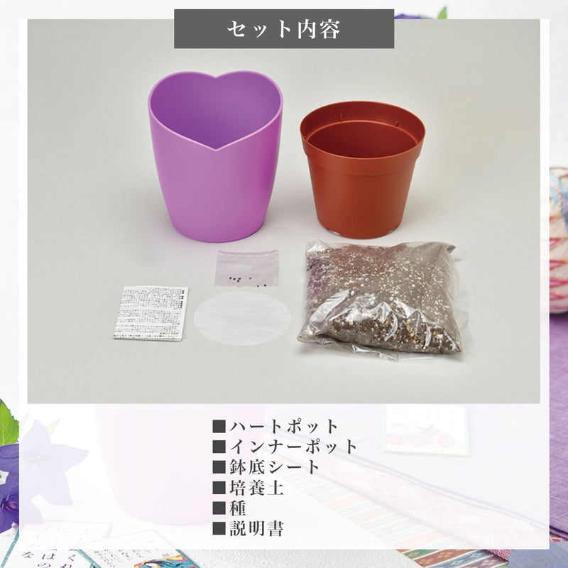 紫式部の桔梗 栽培セット 桔梗 キキョウ 紫 盆栽 栽培 観葉植物