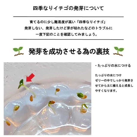 いちご 摘みたてイチゴ 栽培セット かわいい いちご 栽培 ストロベリー 栽培キット 四季なりいちご 食用 観葉植物 インテリア 癒し 994928