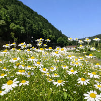 もう迷わない、ハーブを薬膳的に使いこなす【国際薬膳学院ハーブ部】