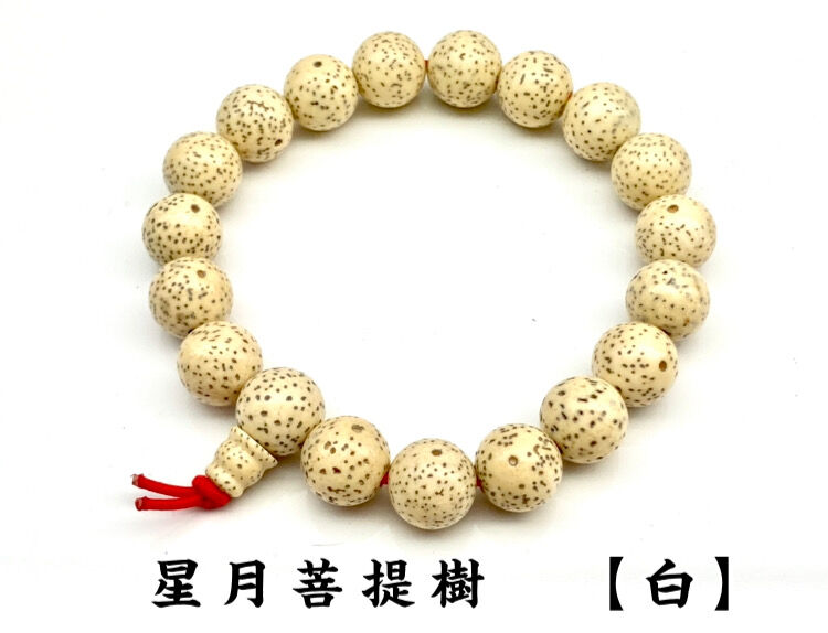 三大聖樹】星月菩提樹(せいげつぼだいじゅ)【白】～ボサ付き