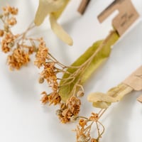 しなの花ティー（ホール）2025年摘み