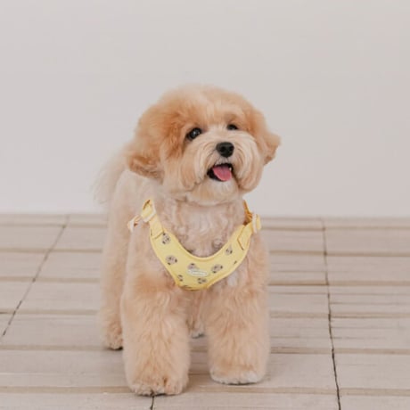 likalika bear bebe harness