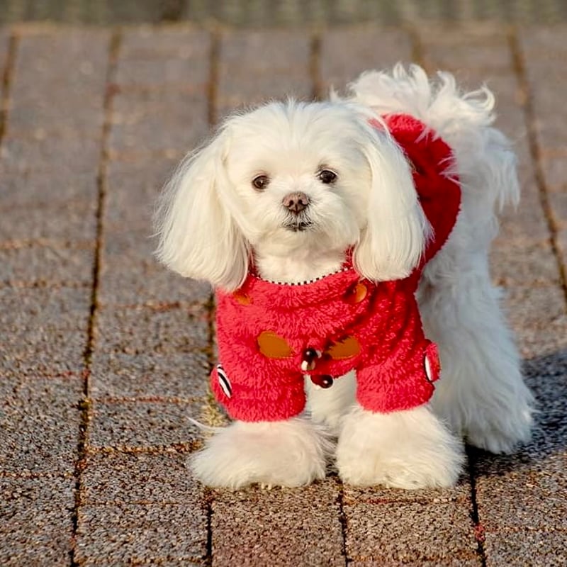 ボアフリースダッフルコート | shubeans_petstyle STORE
