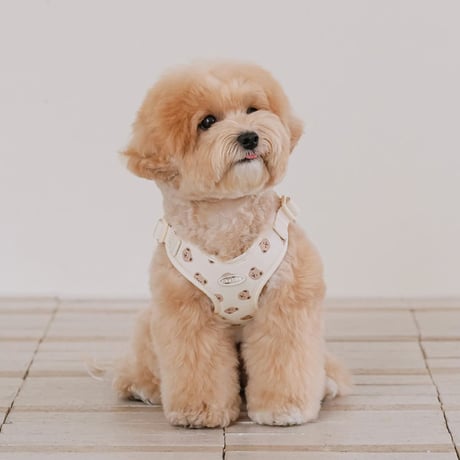 likalika bear bebe harness
