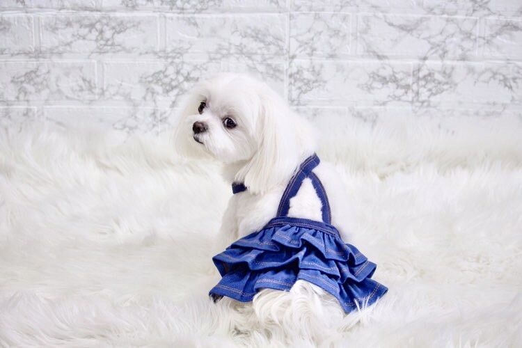 ニットデニムフリルスカート | shubeans_petstyle STORE ニットデニムフリルスカート | shubeans_petstyle STORE