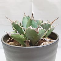 アガベ パリー トランカータ 丸葉 直径17センチ | 4S'easons.