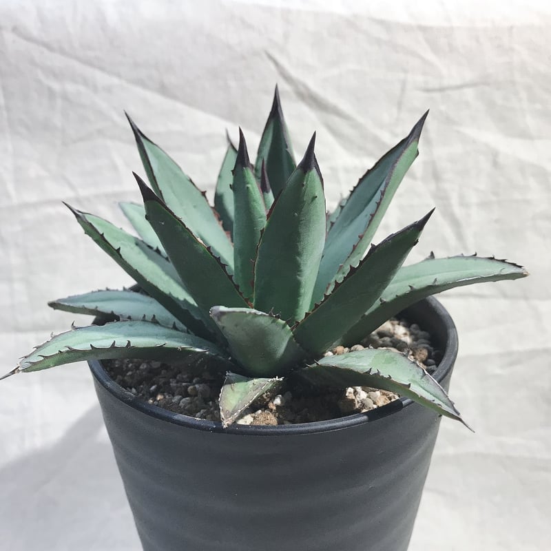 アガベ ブルーエンペラー ブラックスパイン 特選 アガベ ブルーエンペラー(Agave cv. 'Blue Emperor