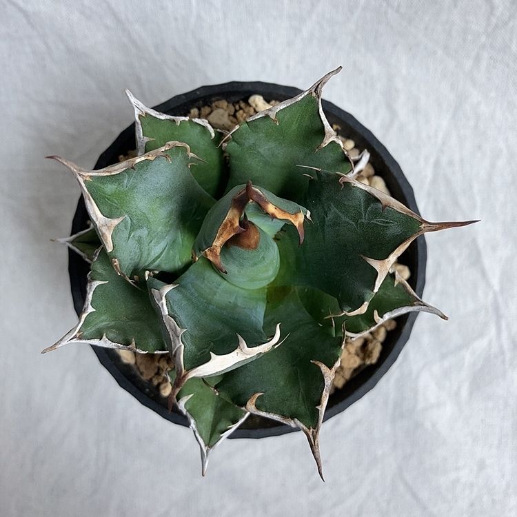 アガベ チタノタ ナンバーワン NO.1 コンパクト 肉厚 農大系⑩