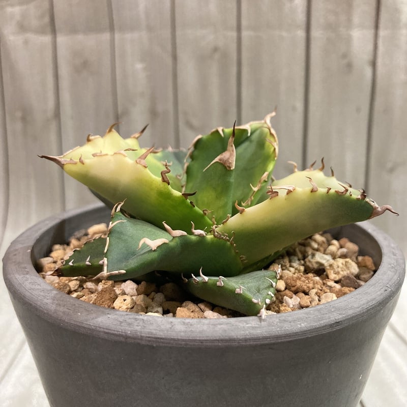 アガベ チタノタ ナンバーワン サンバースト（曙斑）極上 鉢ごと | 4S