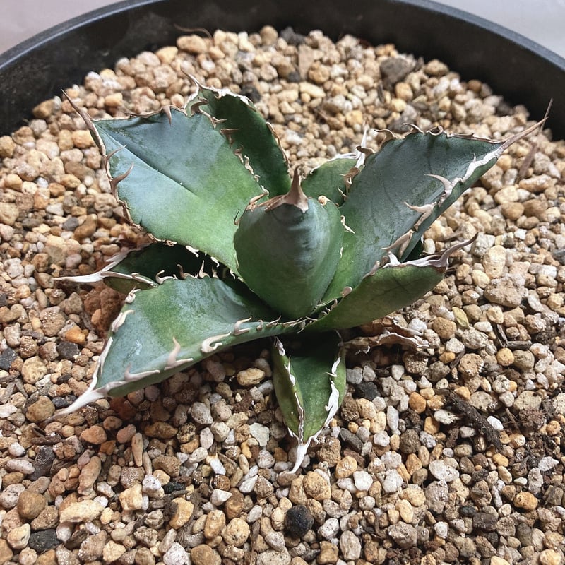 アガベ チタノタ 白鯨 裏棘③ | 4S'easons.