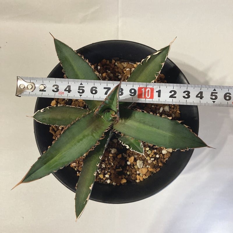 アガベ チタノタ レッドキャットウィーズル 実生 | 4S'easons.