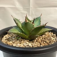 アガベ チタノタ ナンバーワン NO.1 コンパクト 肉厚 農大系11