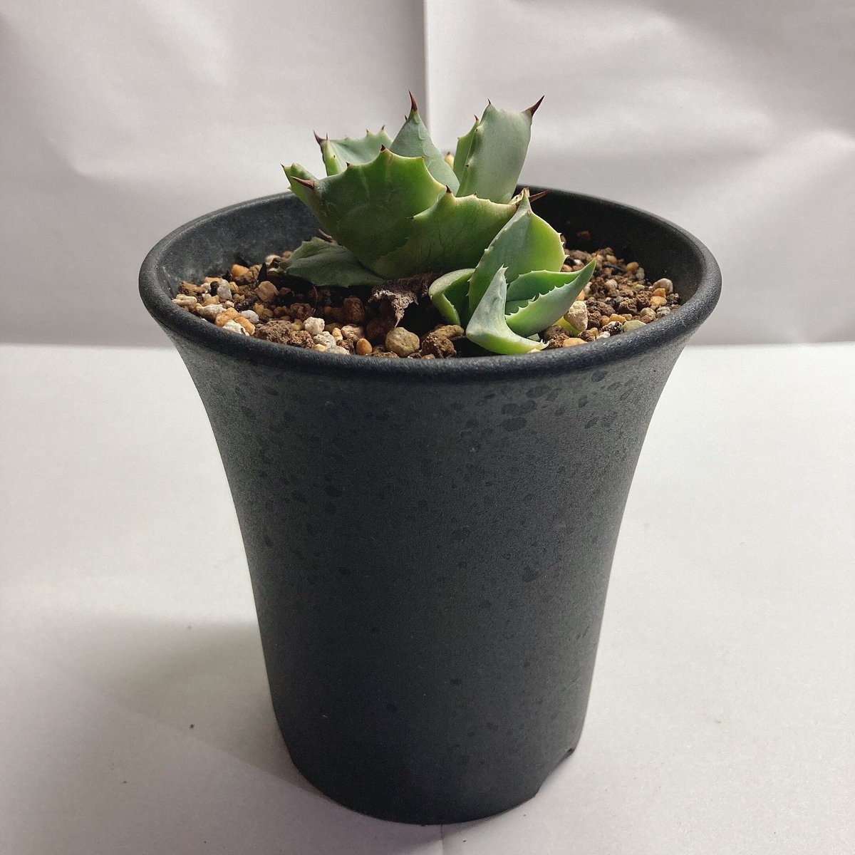 イラン株【REZA産】②希少　アガベ　ブレイズ　5月便　脇芽　親株写真あり LIZE産 鳳凰 中株 agave アガベ チタノタ オテロイ（イラン株