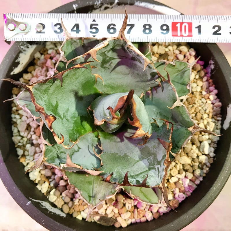 アガベ チタノタ ブラックアンドブルー BB | 4S'easons.